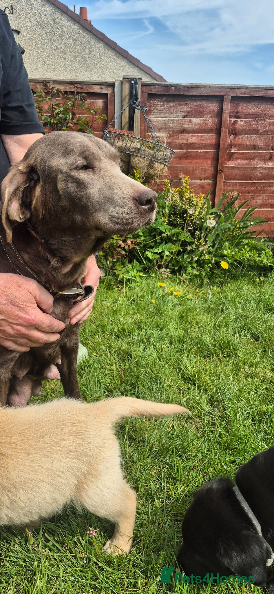 Labrador Retriever dogs for sale: Beautiful and handsome lab puppies - Advert 1