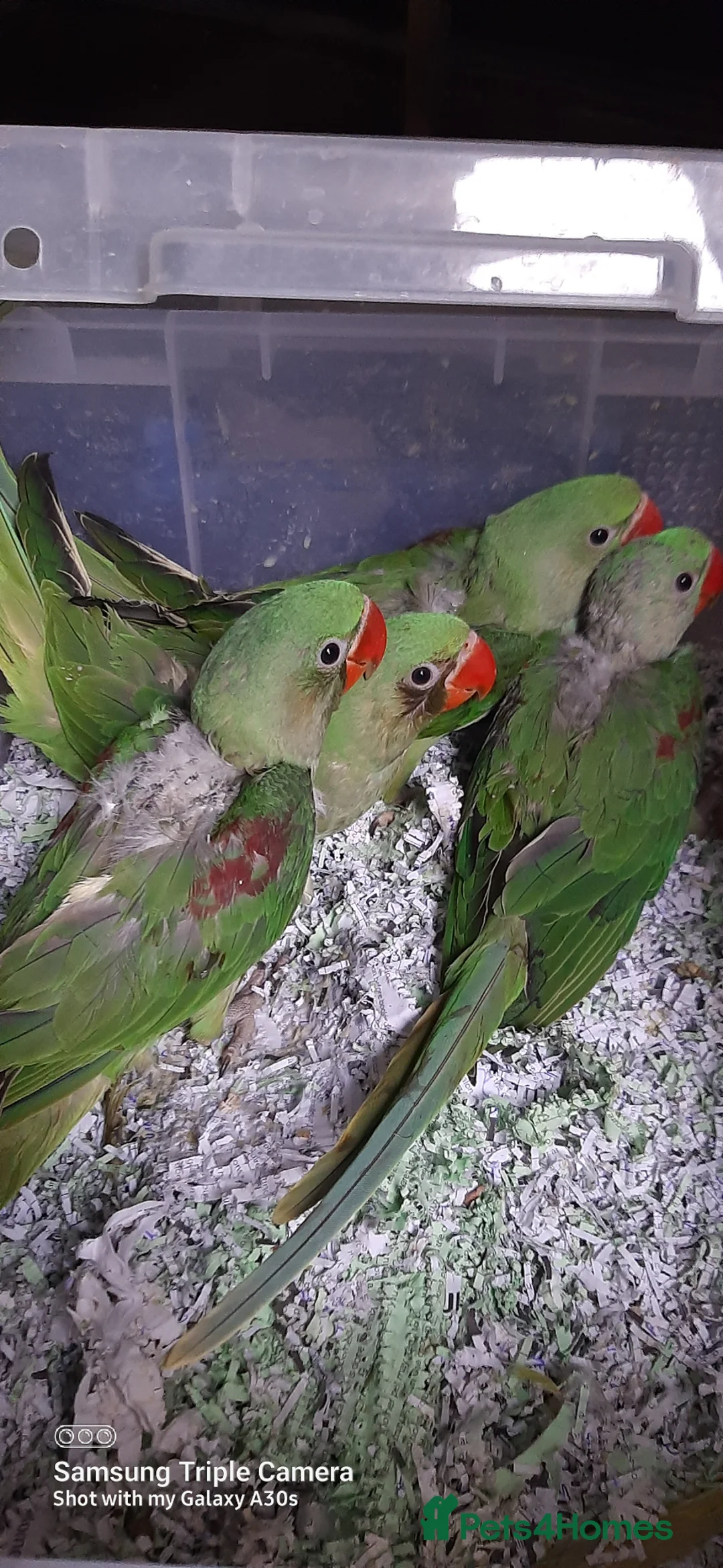 Parrots birds for sale: Alexandrine baby New baby  - Advert 2