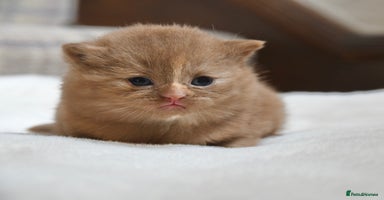British Shorthair cats - Advert 12