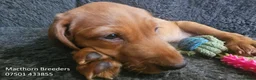 Labrador Retriever dogs for sale: Stunning Red Fox Labs-Health checked, KC Reg, FTCH - Advert 12