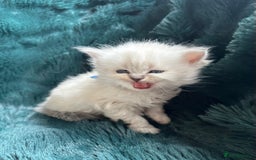 Mixed Breed cats for sale: Adorable Fluffy Ragdoll x Scottish Fold Kittens - Image 4