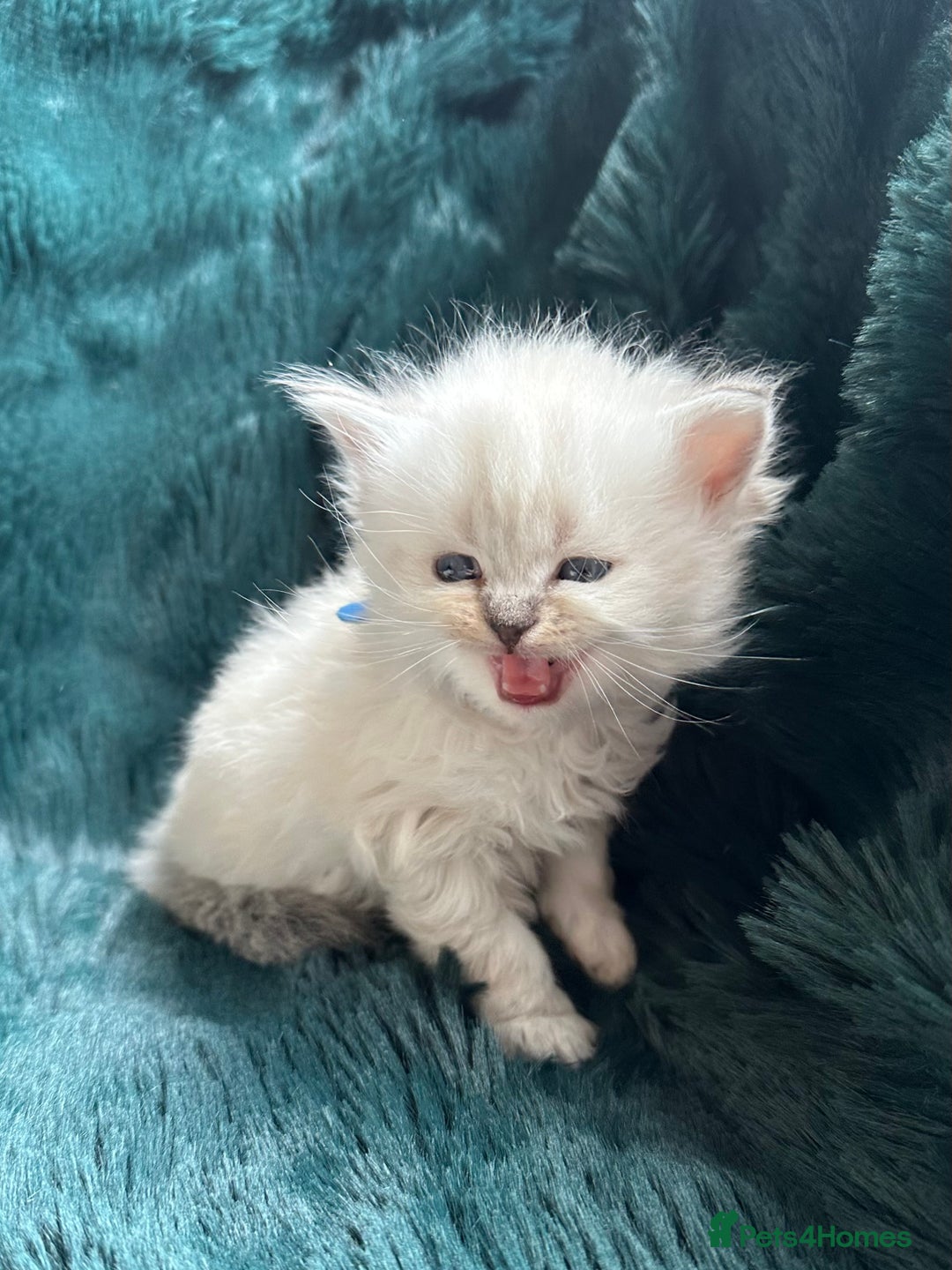 Mixed Breed cats for sale: Adorable Fluffy Ragdoll x Scottish Fold Kittens - Image 4