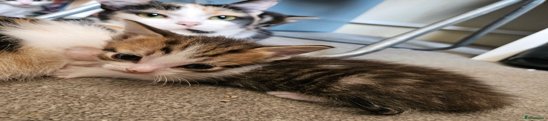 Domestic Shorthair Kitten 2
