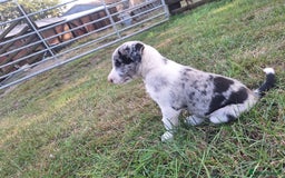 Border Collie dogs for sale: Border Collie pup's  - Image 1