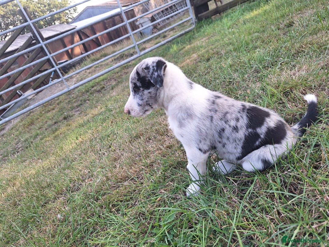 Border Collie dogs for sale: Border Collie pup's  - Image 1
