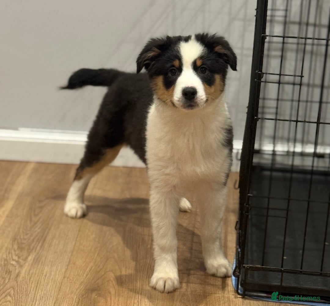 Australian Shepherd dogs for sale: 2 KC registered girl Australian Shepard puppy! - Advert 5