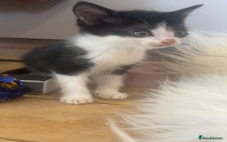 Mixed Breed cats for sale: 5 kittens  - Image 1