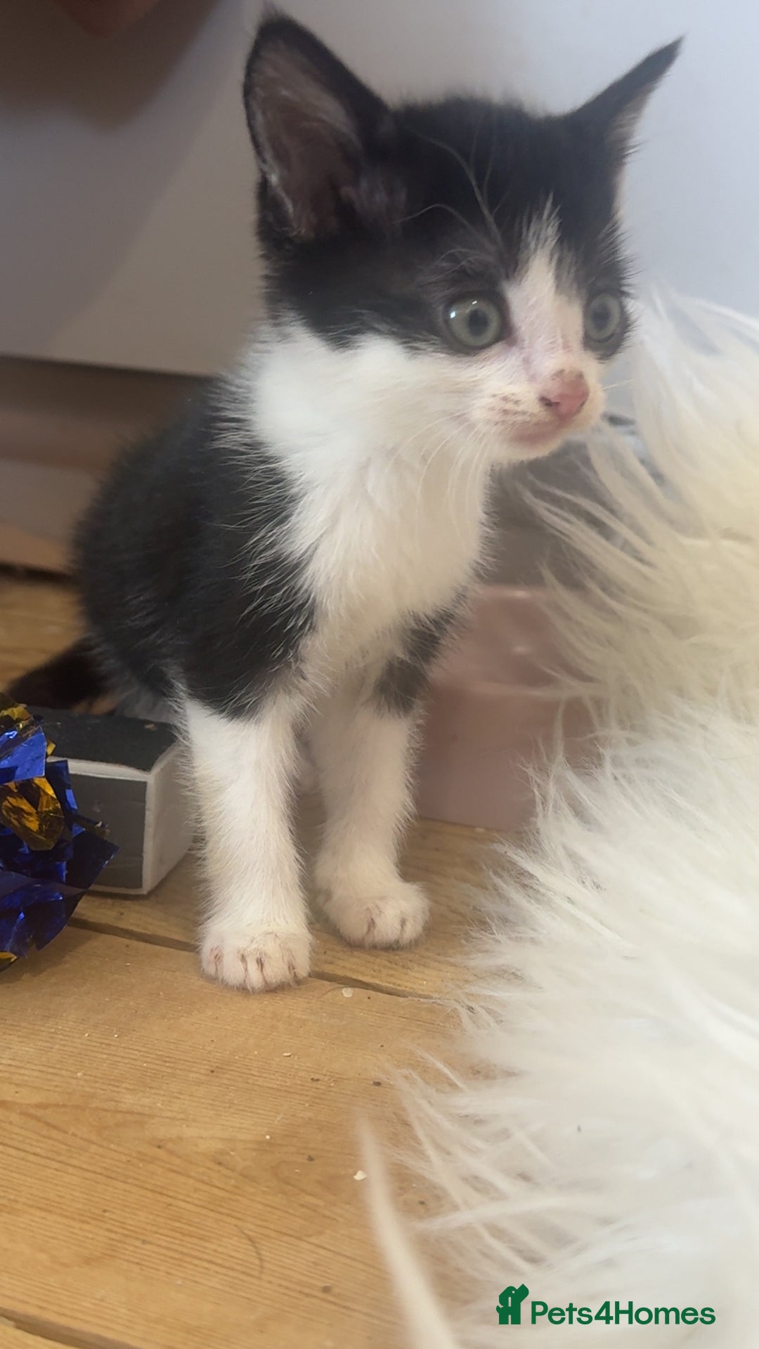 Mixed Breed cats for sale: 5 kittens  - Image 1