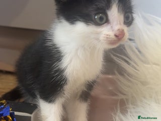 Mixed Breed cats - Advert 14