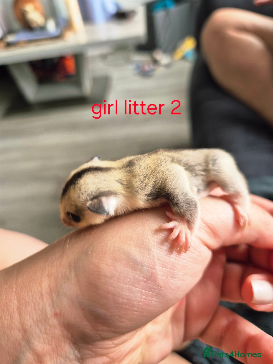 Sugar Glider rodents for sale: 4 baby sugar gliders ready 13th sept price each  - Image 17
