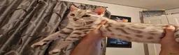Bengal cats for sale: Ready Now Tica Champion Kittens  - Advert 15
