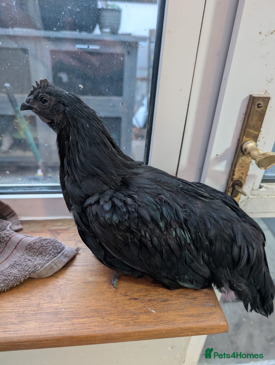 Mixed Breed poultry for sale: Indian runner ducklings and Silkies  - Advert 19