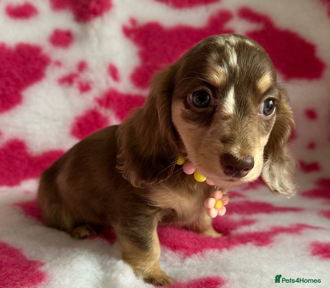 Miniature Dachshund dogs for sale: Beautiful mini long haired pups available  - Image 17