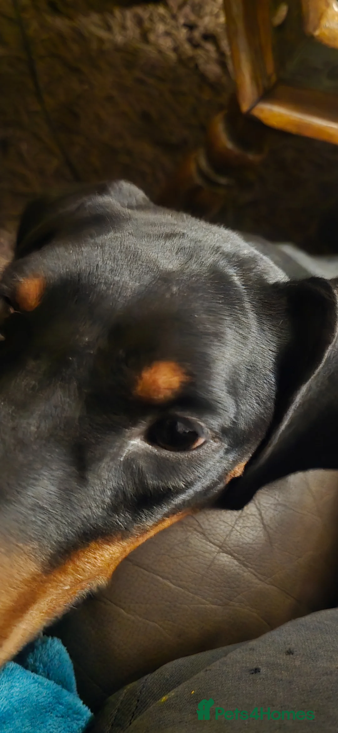 Dobermann dogs for sale: X4 Beautiful female pups available  - Advert 11
