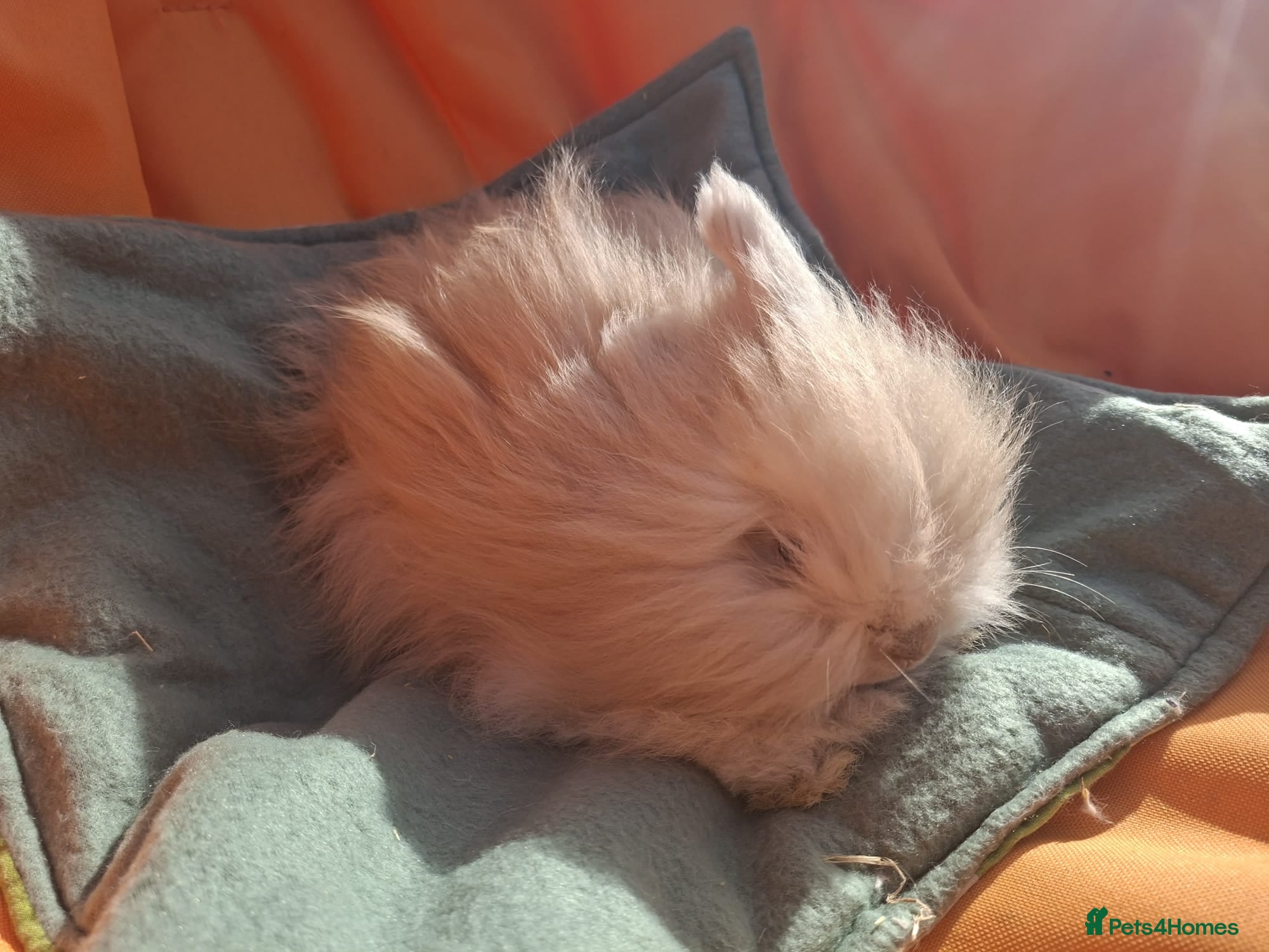 Angora rabbits Angora x lionhead  - Advert 11