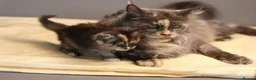 Maine Coon cats for sale: Pedigree Maine Coon Kittens  - Advert 6