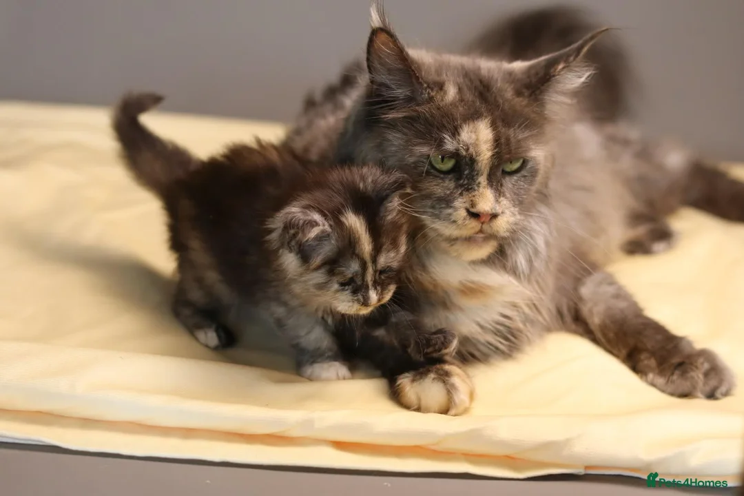 Maine Coon cats for sale: Pedigree Maine Coon Kittens  - Advert 6
