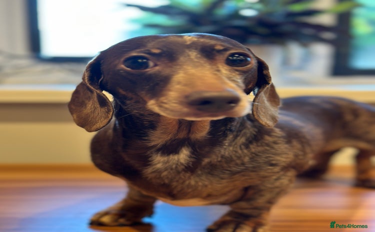 Miniature Dachshund dogs - Advert 1