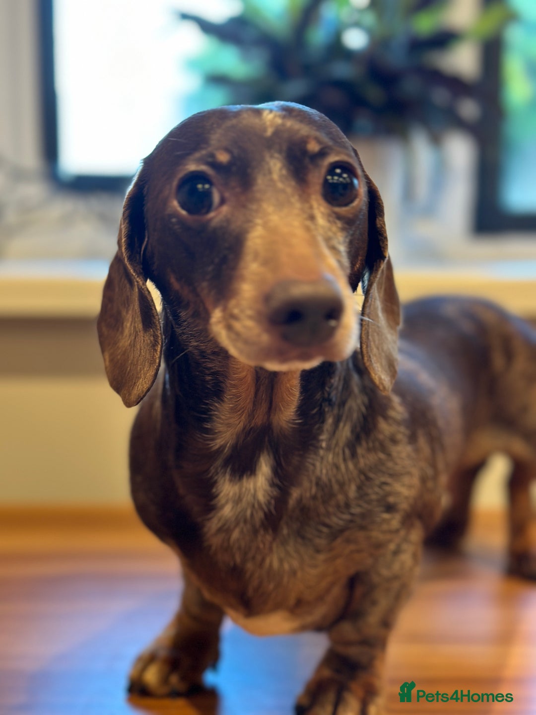 Miniature Dachshund dogs for sale: Adult miniature dachshund  - Advert 2