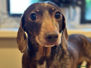 Miniature Dachshund dogs - Advert 9