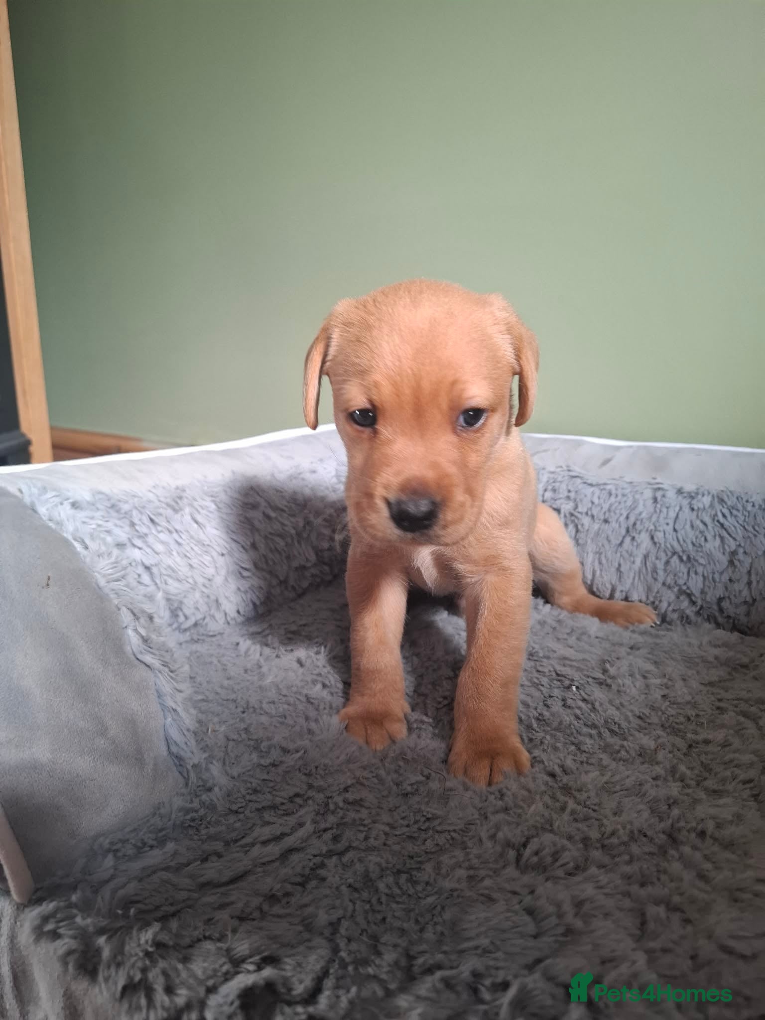 Labrador Retriever dogs   Labrador puppies  - Advert 2