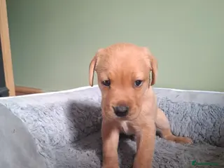 Labrador Retriever dogs Labrador puppies - Advert 2