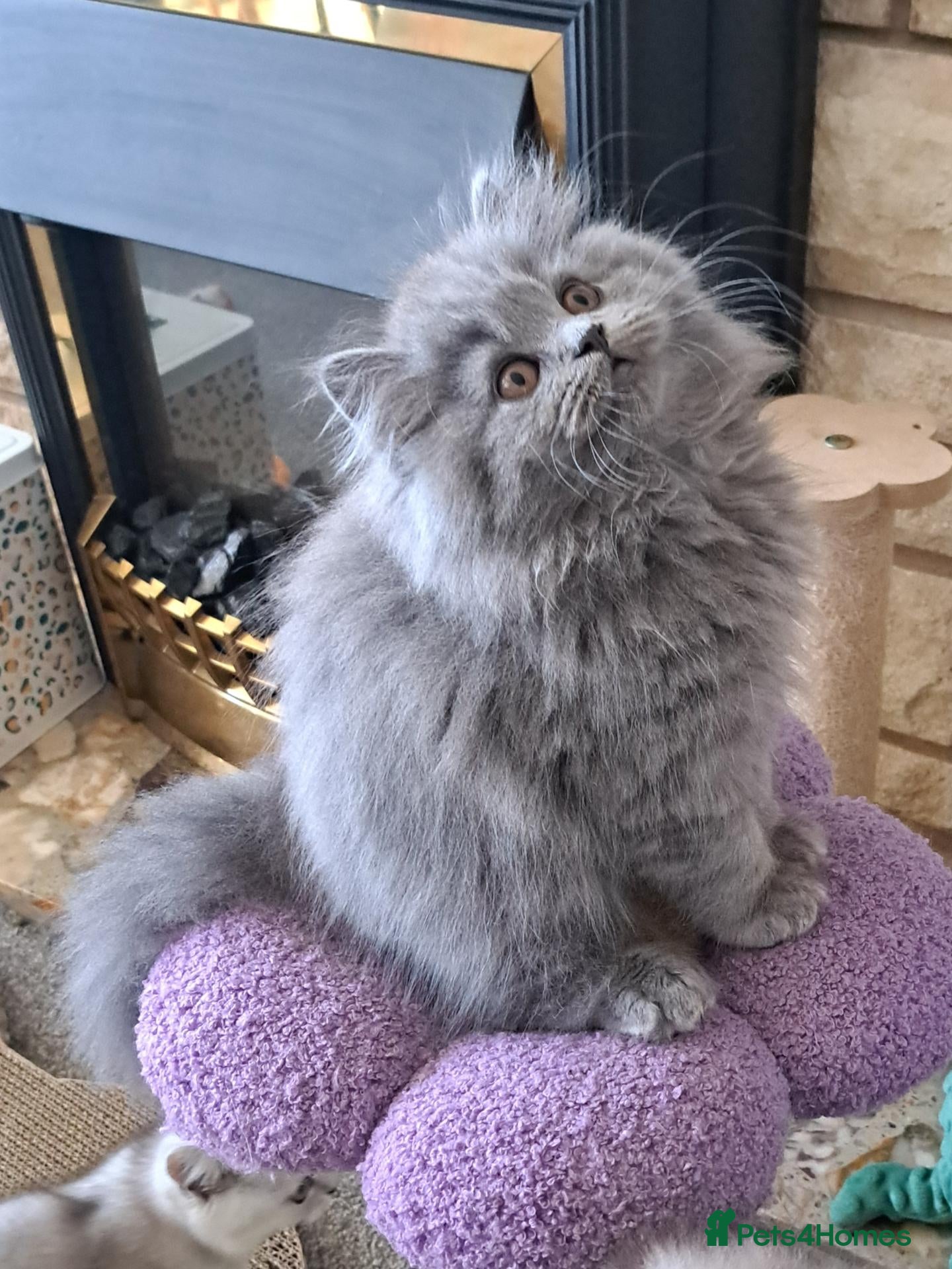 British Longhair cats Mr Lush and Mr Boba purebreed BLH Kittens  - Advert 13
