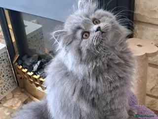 British Longhair cats Mr Lush and Mr Boba purebreed BLH Kittens - Advert 13