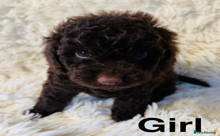 Cockapoo dogs - Advert 2