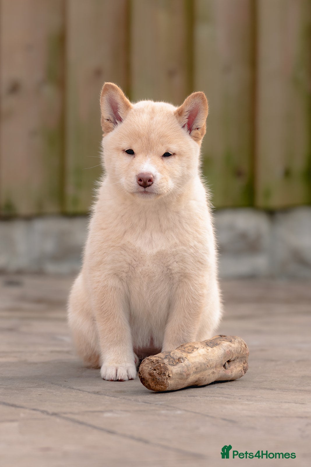 Japanese Shiba Inu dogs  Last girl Top European & Japanese Bloodlines KC - Advert 4