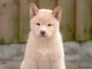 Japanese Shiba Inu dogs Last girl Top European & Japanese Bloodlines KC - Advert 4