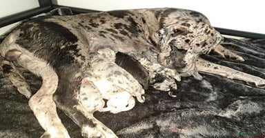 Cane Corso dogs - Advert 11