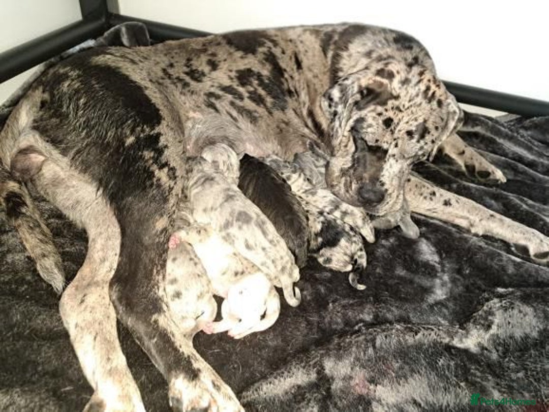 Cane Corso dogs for sale: Cane Corso Puppies READY NOW!!! - Image 2