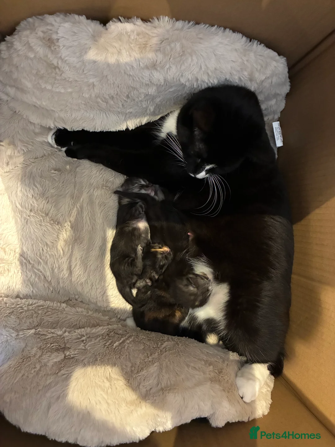 Mixed Breed cats for sale:  Mixed Maine coon kitten looking for a loving home - Advert 5