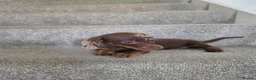 Miniature Dachshund dogs for sale: Chocolate Dapple girl - Advert 10