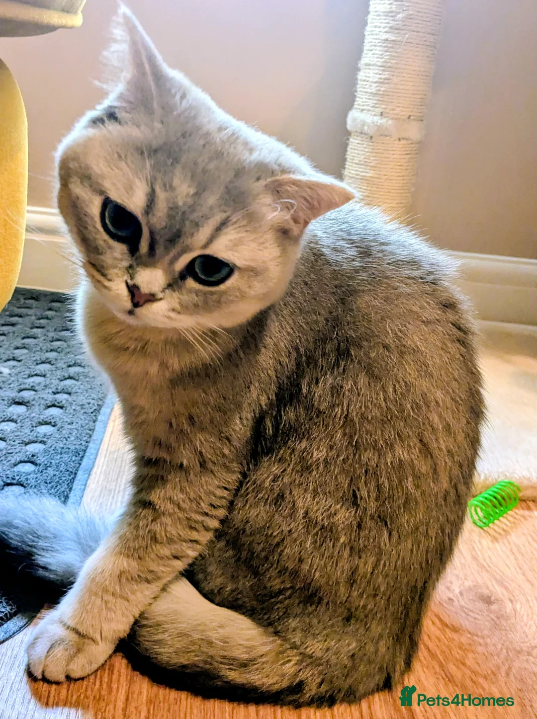 British Shorthair cats for sale: GCCF Reg British Shorthair neutered 8 month old in London - Advert 2