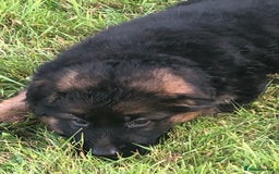 German Shepherd dogs for sale: Beautiful chunky long haired black, tan & red pups - Image 37
