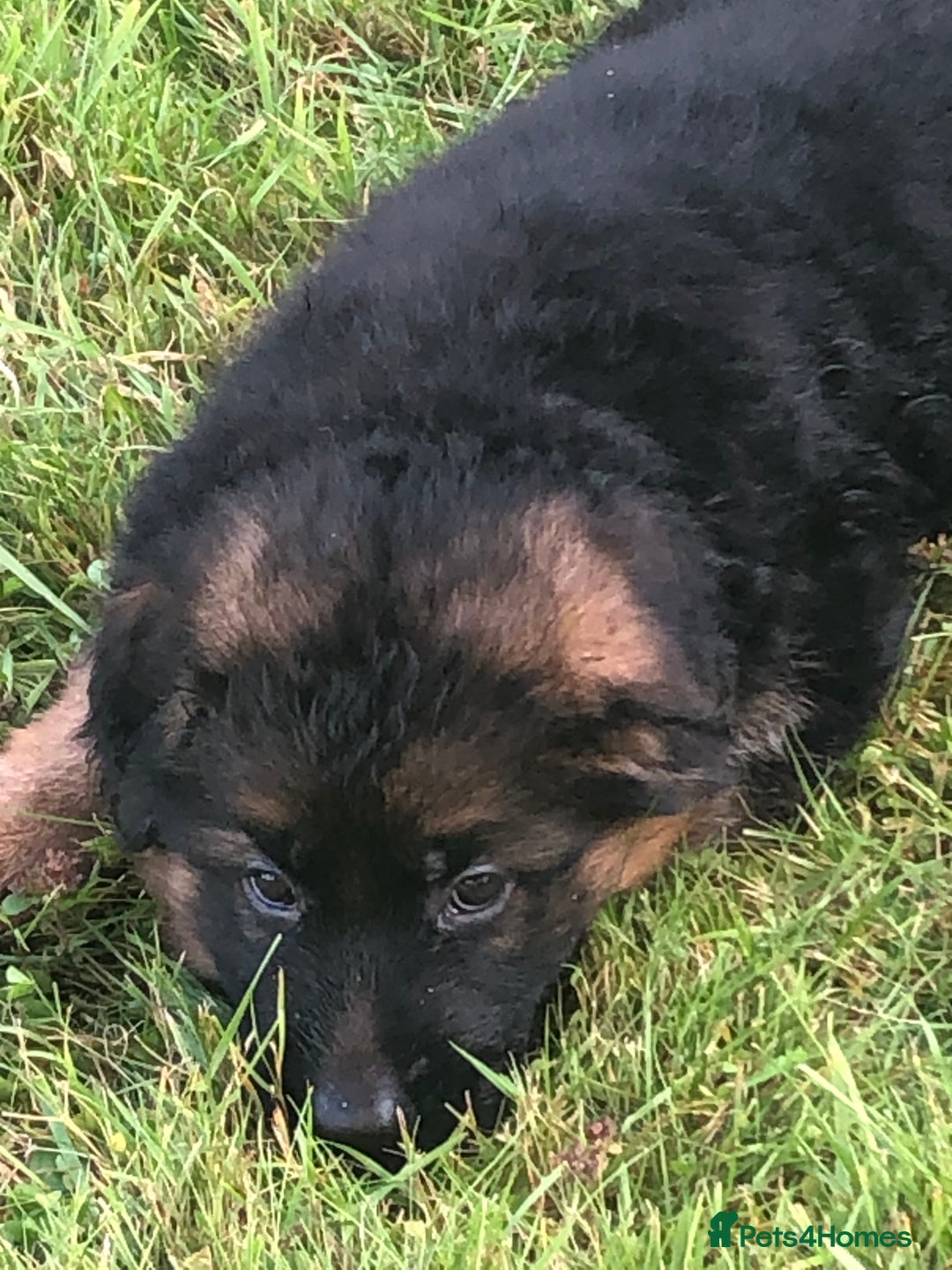 German Shepherd dogs for sale: Beautiful chunky long haired black, tan & red pups - Image 37