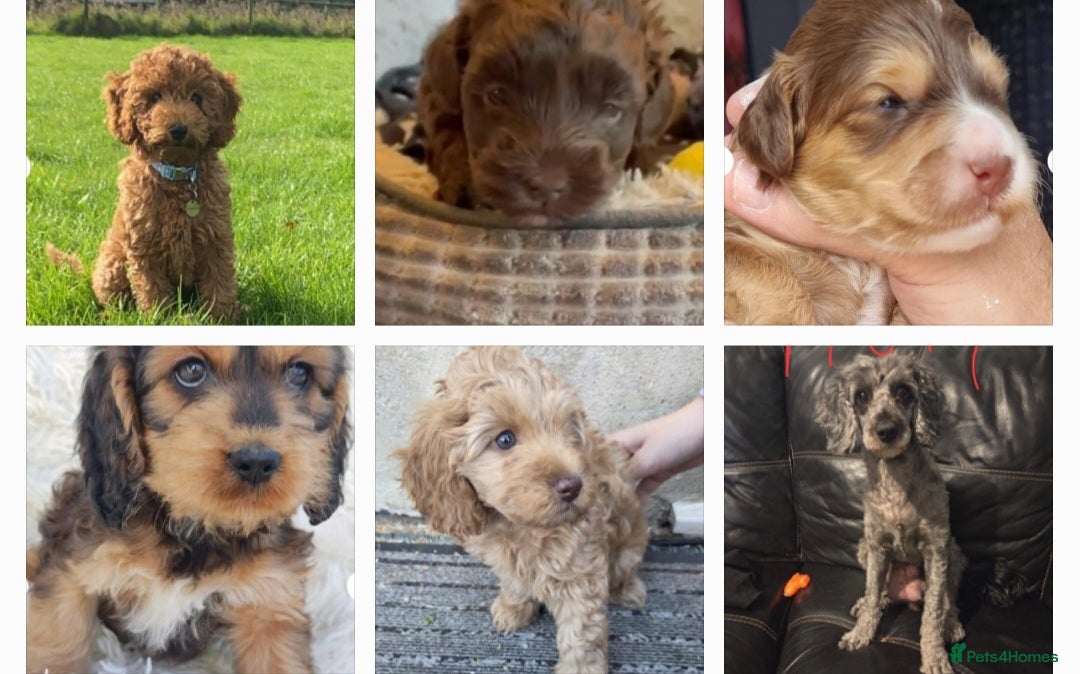Cockapoo dogs for stud: F1 cocapoo for stud well Proven DNA clear in Bromley - Image 28