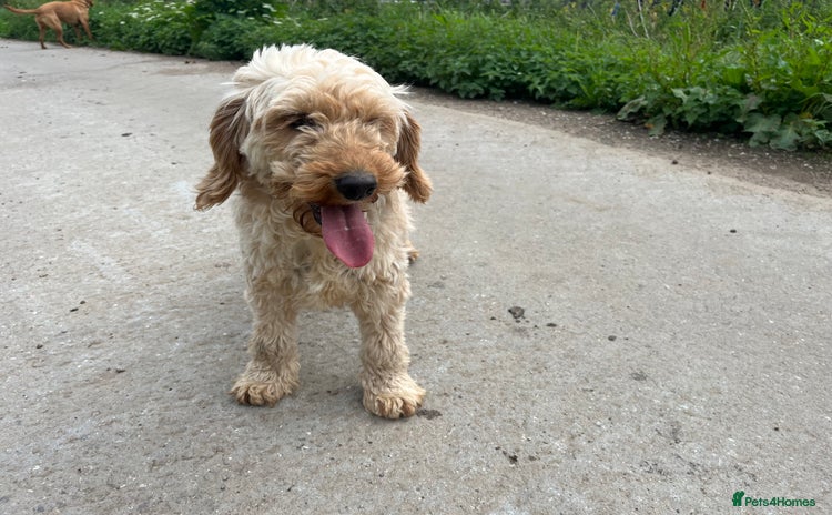 Mixed Breed dogs - Advert 16