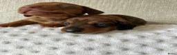 Miniature Dachshund dogs for sale: KC champion bloodline PRA clear minature dachshund - Advert 30