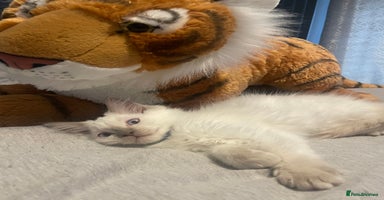 Ragdoll cats - Advert 3