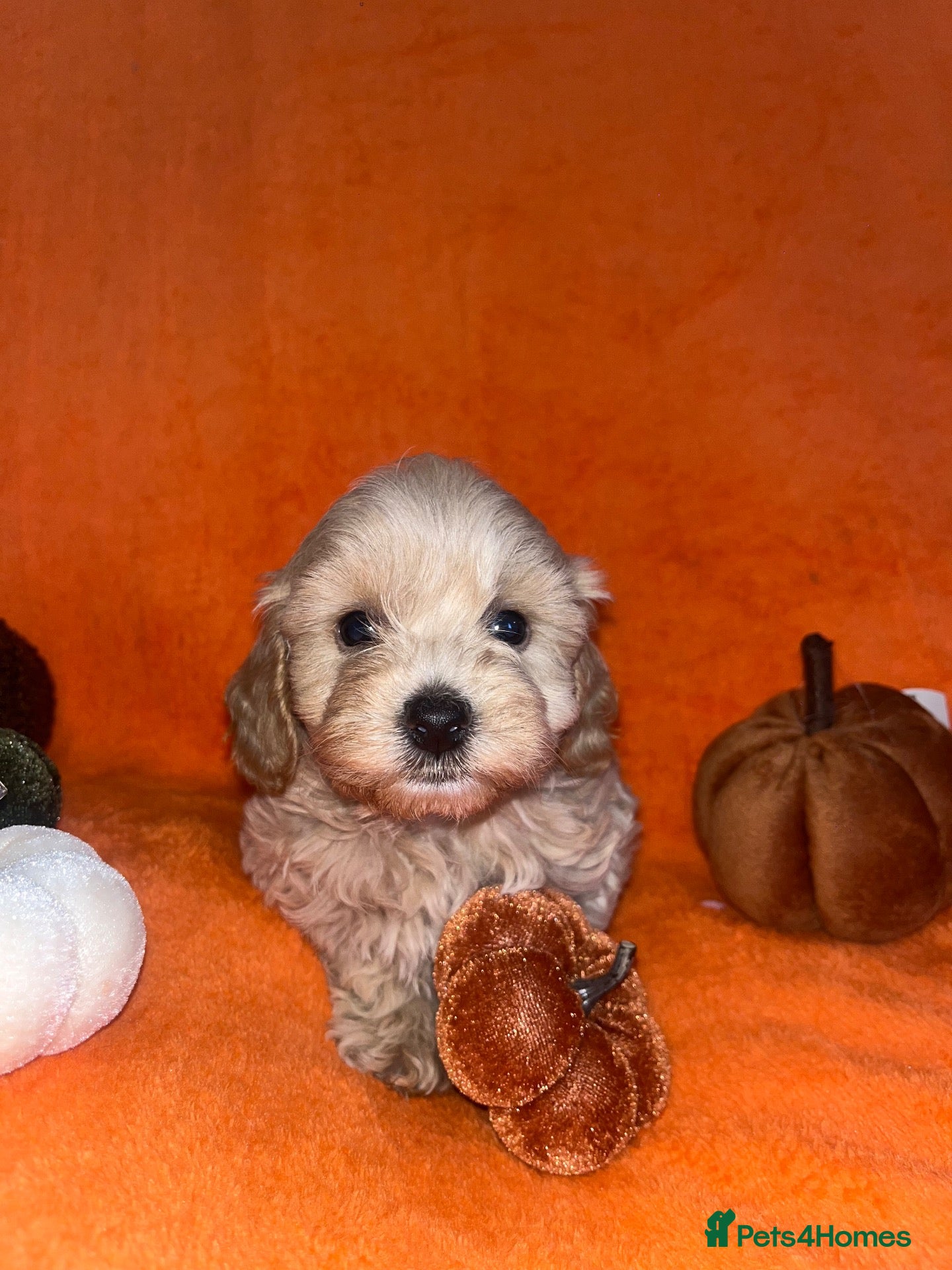 Cockapoo dogs Stunning cockapoo puppys  - Advert 1