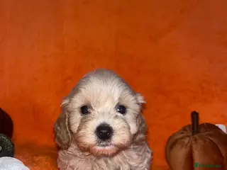Cockapoo dogs Stunning cockapoo puppys - Advert 1