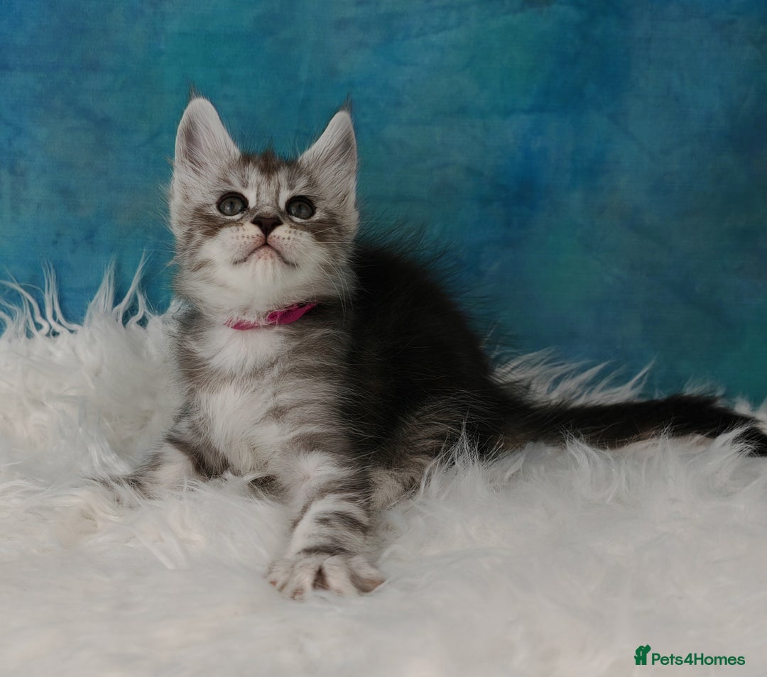 Maine Coon cats for sale: Shaded line Maine Coon kittens - Advert 8