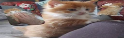 Mixed Breed cats for sale: Long‑Haired beautiful Ragdoll Cross Kittens - Advert 2