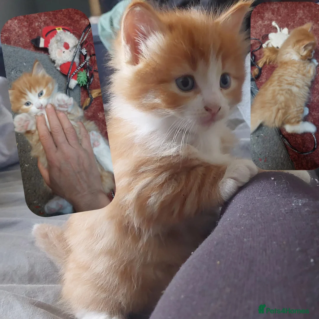 Mixed Breed cats for sale: Long‑Haired beautiful Ragdoll Cross Kittens - Advert 2