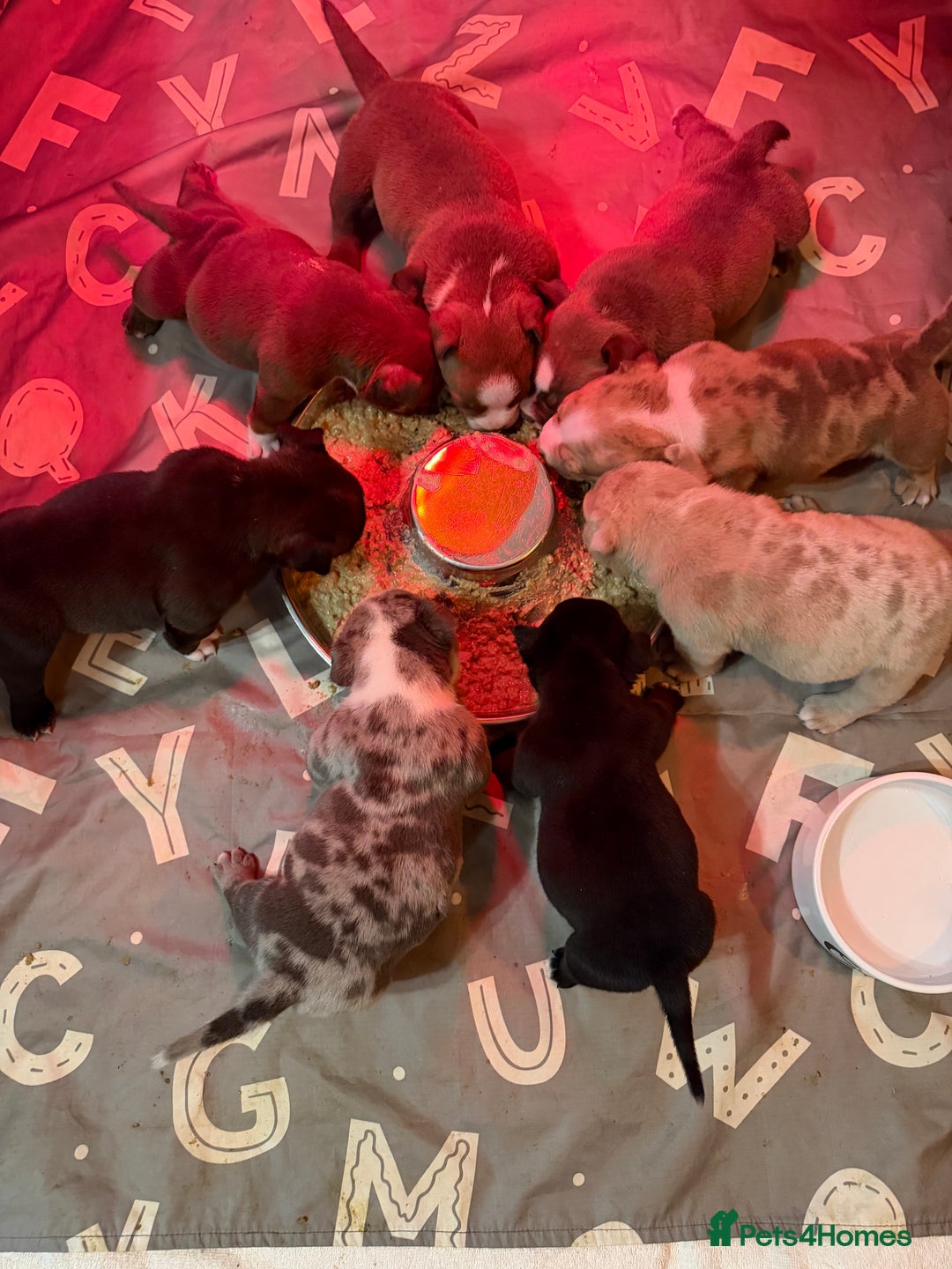 American Bully dogs for sale: American Pocket Bully VERY HIGH QUALITY  - Advert 2