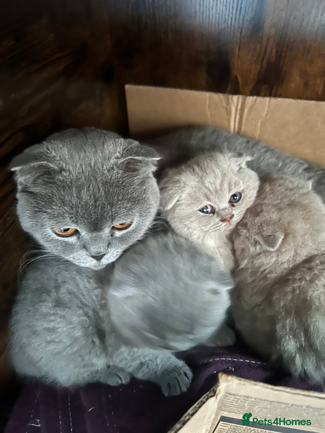 Mixed Breed cats for sale: Beautiful kittens available for loving homes. - Advert 14