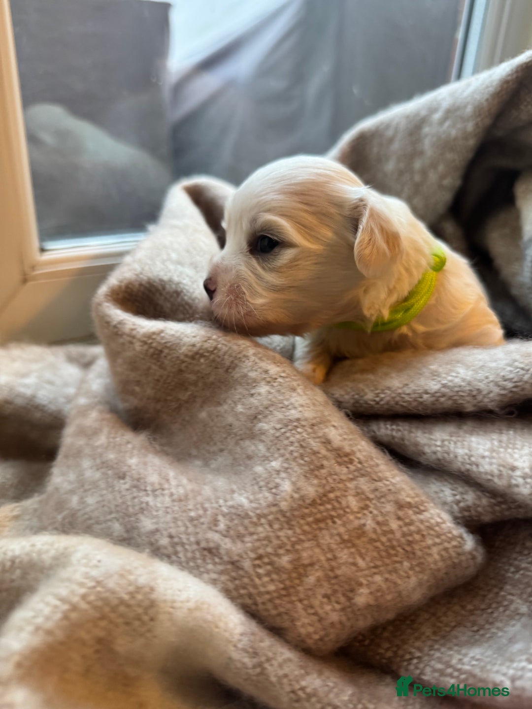 Mixed Breed dogs for sale: Two Gorgeous Puppies Remaining!  - Advert 11